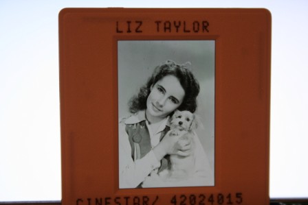 Elizabeth Taylor Pose Photo