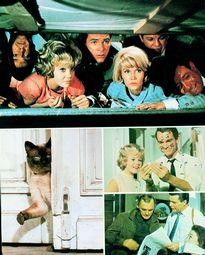 Movie Card Collection Monsieur Cinema: That Darn Cat