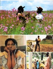 Movie Card Collection Monsieur Cinema: Color Purple (The)