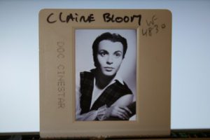 Original Ekta Claire Bloom